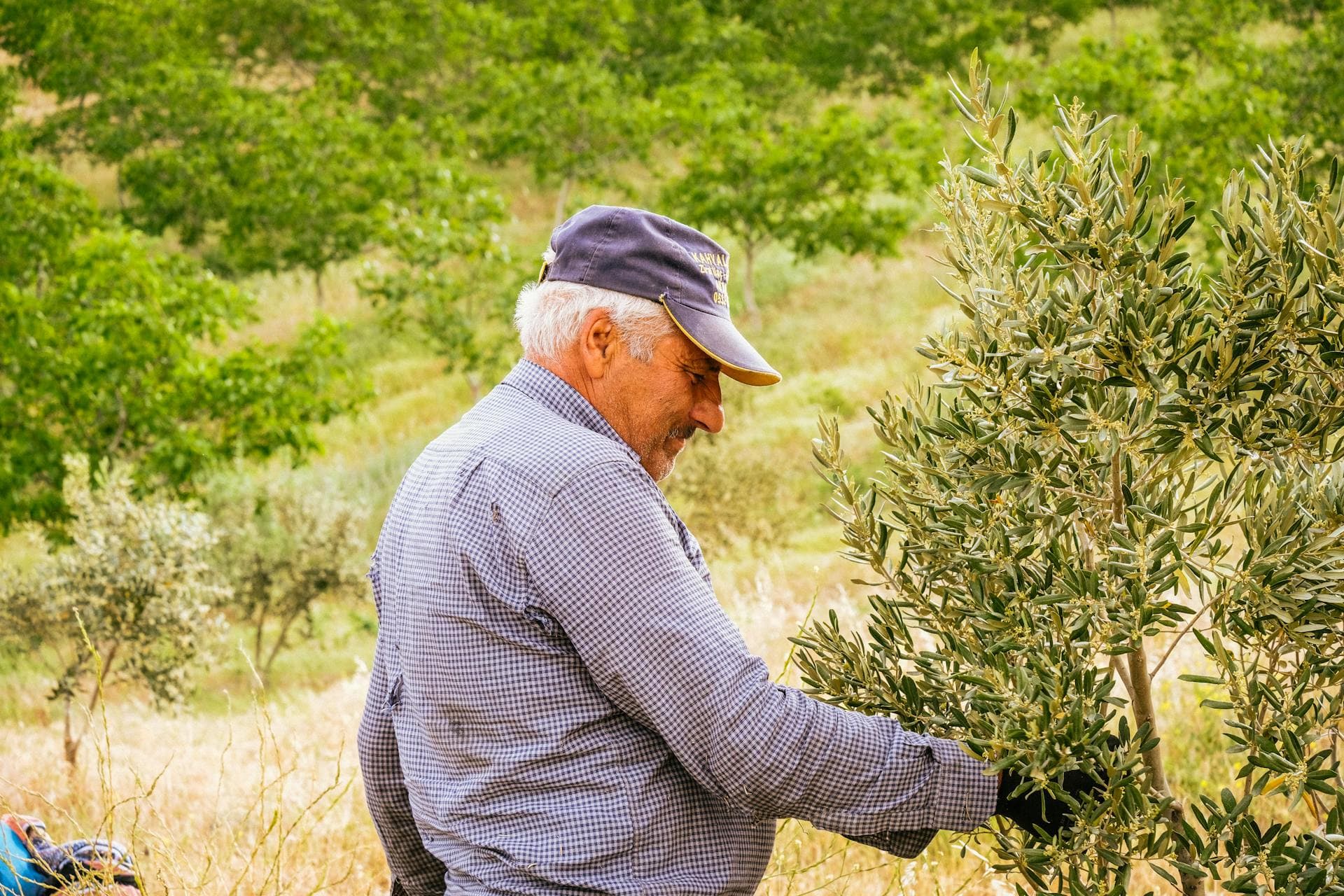 Olive grower tending to branches