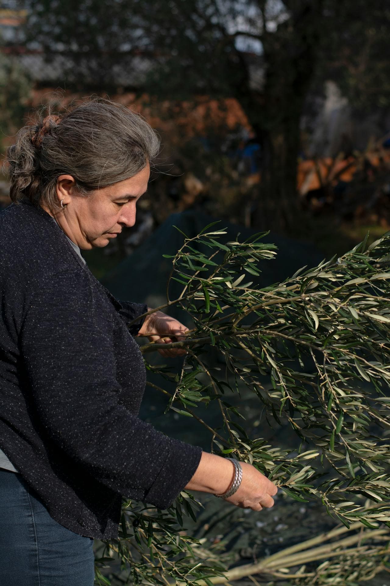 Examining olive branches in the grove