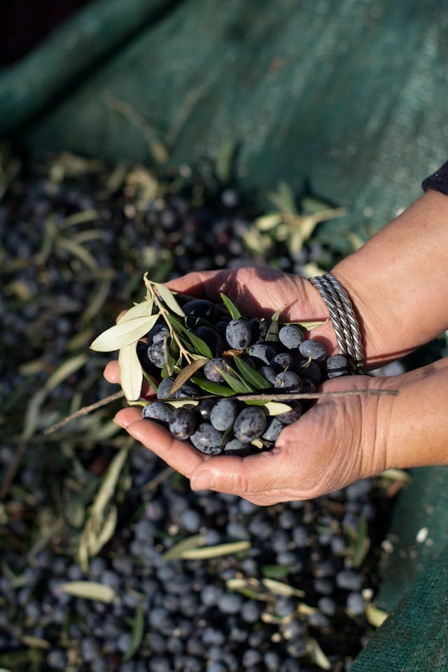 An olive grove at first light.