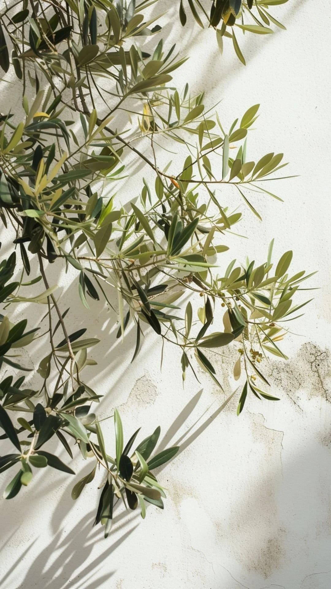 Olive branches against a sunlit wall.
