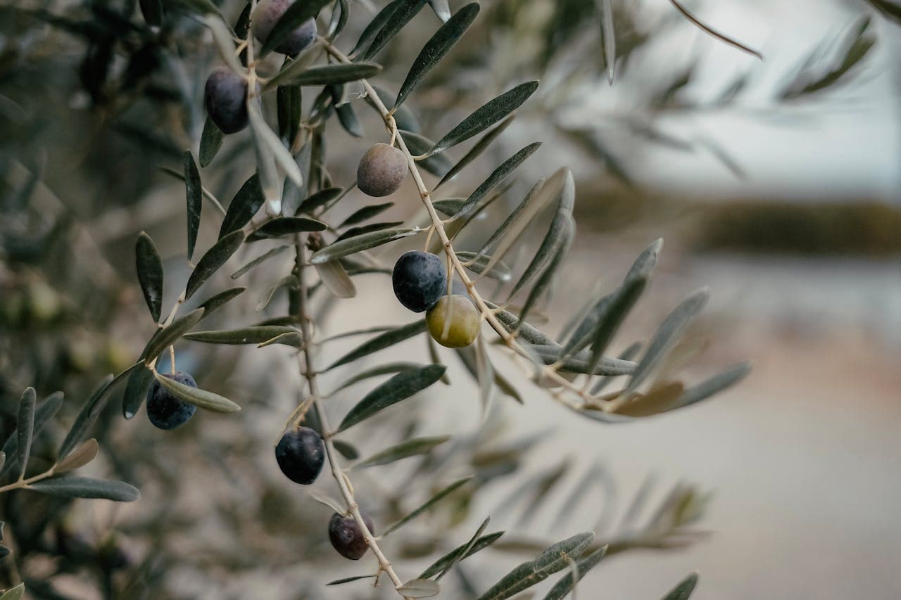 Hands holding freshly picked olives.